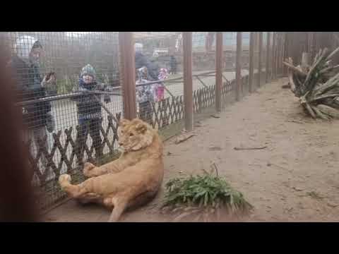 Видео: 6 февраля 2025г.любимая мордочка нападает