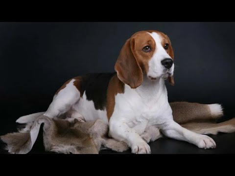 Видео: Собаку оставили одну. Эта история шокировала весь мир!