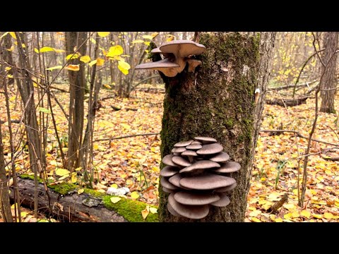 Видео: ГРИБЫ ЛЕЗУТ И ЛЕЗУТ!!!! ЩЕДРАЯ ОСЕНЬ. Осенний сбор грибов