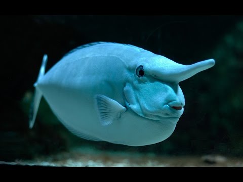 Видео: Power Query. Часть 1 — Надстройка в Excel