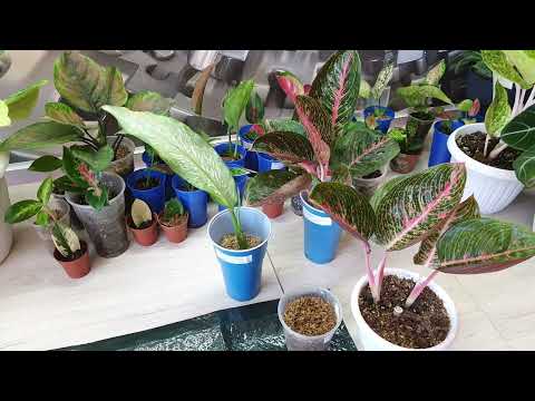 Видео: На Диффенбахии гниль, как спасти ! Переукоренение за один месяц.