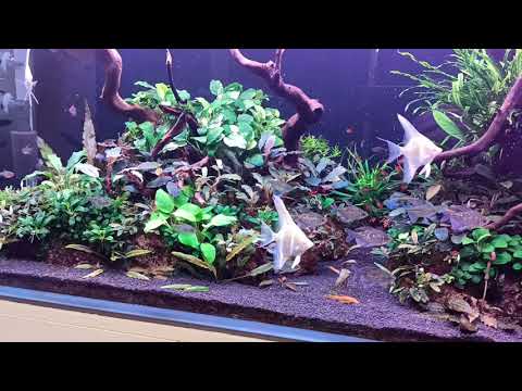 Видео: Мой медленный травник. 10 месяцев с момента запуска.