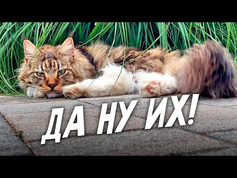 Видео: Лебеди поймали кота в ловушку!
