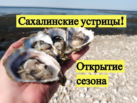 Видео: Сахалинские устрицы! Открытие сезона