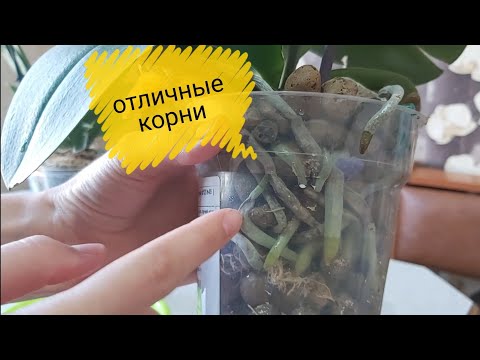 Видео: 😍Корни растут ЖИРНЫЕ в такой посадке, усовершенствую к ЛЕТУ 👍 фитильный полив из вазы