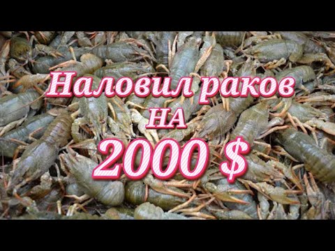 Видео: Ловлю раков руками 🦞. Как наловить много раков🦞