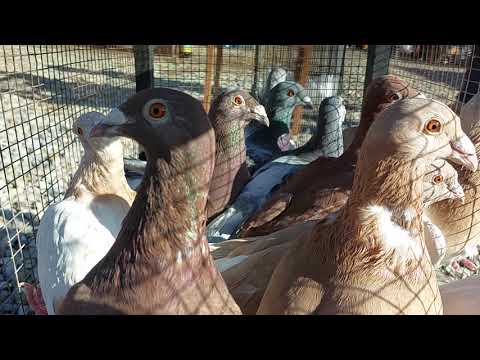 Видео: Що цікавого продають на Ринку тварин у Франківську!