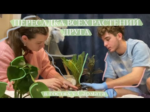 Видео: Пересадка растений у друга || Поход в Оби, распаковка, черенкуем и формируем растения