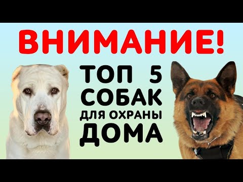 Видео: ТОП 5 лучших собак для охраны дома