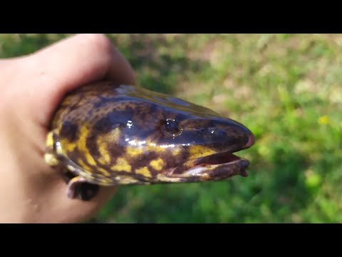 Видео: #259 Мормышинг Микро речка Поймал налима!!!