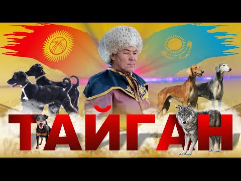 Видео: ТАЙГАН жана КАРЫШКЫР