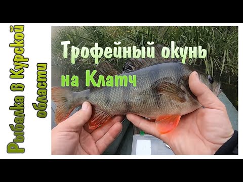 Видео: Трофейный окунь на Lucky Craft Clutch. Очередной тест Black Hole Trout Mania