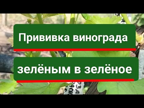 Видео: Прививка винограда зелёным в зелёное.