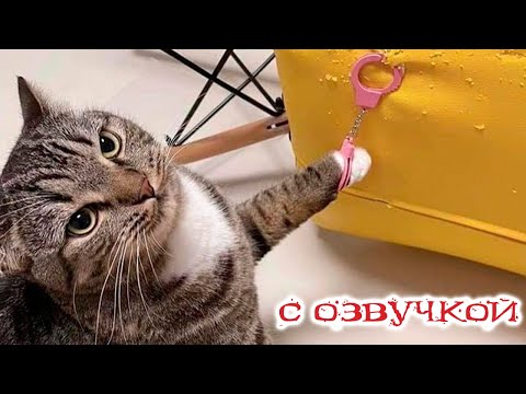 Видео: ПРИКОЛЫ с котами! СМЕШНЫЕ КОТЫ С ОЗВУЧКОЙ! СМЕШНЫЕ ЖИВОТНЫЕ! 2023