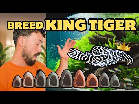 Видео: Разведение королевского тигра Плеко | L333