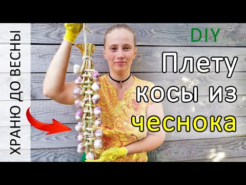 Видео: Плету косы из чеснока. Или как сохранить чеснок до весны.