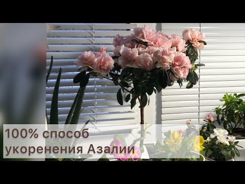 Видео: 100% укоренение Азалий