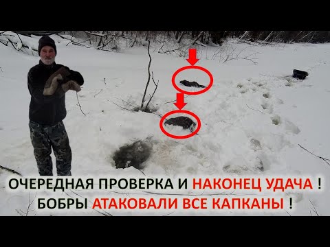 Видео: Охота на бобров. Удачная проверка капканов зимой на водохранилище.