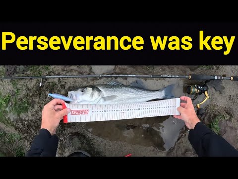 Видео: Октябрьская рыбалка на морского окуня на приманку