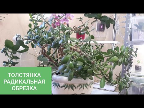 Видео: ТОЛСТЯНКА! РАДИКАЛЬНАЯ ОБРЕЗКА старого растения!