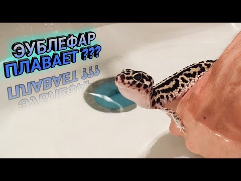 Видео: ЭУБЛЕФАР УМЕЕТ ПЛАВАТЬ ??? КАК РЕПТИЛИЯ ЧУВСТВУЕТ СЕБЯ В ВОДЕ ???