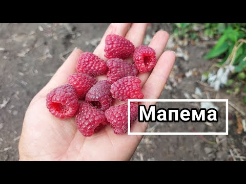 Видео: Малина Мапема. Ранний ремонтант