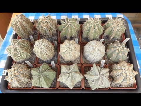 Видео: Культивары Астрофитумов.  Видеокаталог №2