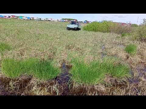 Видео: Решили прокатиться  Рашер ведёт себя  достойно!
