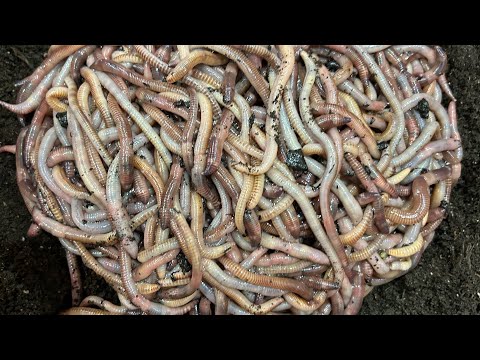 Видео: Черный принц червяк