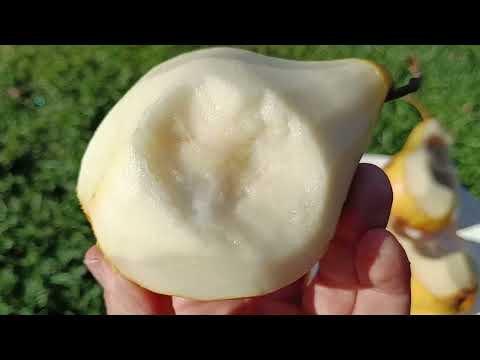 Видео: Сорт груши Просто Мария, Брянская красавица, Памяти Яковлева. Обзор в 2022 году. Груша Просто Мария.