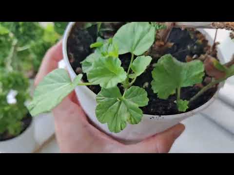 Видео: Просто огляд квітів 23.10.2025