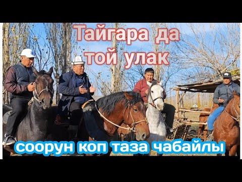 Видео: Тайгара да той улак