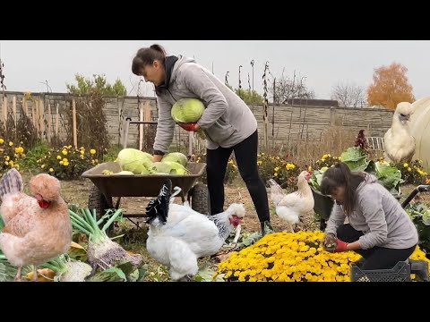 Видео: КУРИЦА БЕЗ ЖИРА-больная курица Много раз себе говорю Другую КАПУСТУ НЕ САДИТЬ