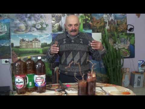 Видео: ВЕГЕТИРУЮЩИЕ САЖЕНЦЫ. ОБГОНЯЕМ ВРЕМЯ! ЧАСТЬ 1.