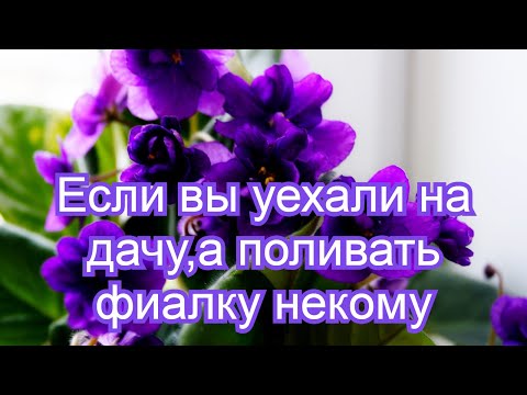 Видео: Способы посадки фиалок.Если вы уехали на дачу,а поливать некому.