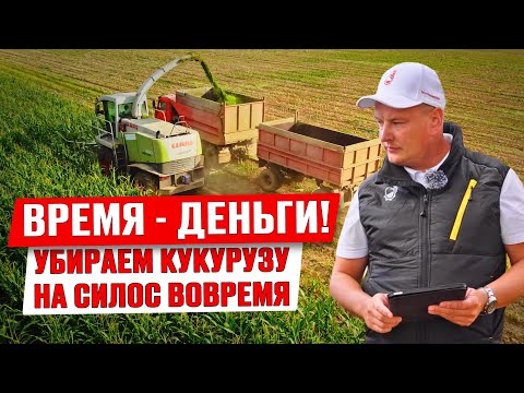 Видео: Когда начинать уборку? | Уборка кукурузы на силос | Заготовка кормов