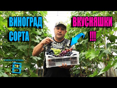 Видео: САМЫЕ ВКУСНЫЕ СОРТА ВИНОГРАДА НА НАШЕМ ВИНОГРАДНИКЕ. СЕВЕРНЫЙ ВИНОГРАДНИК 22-48