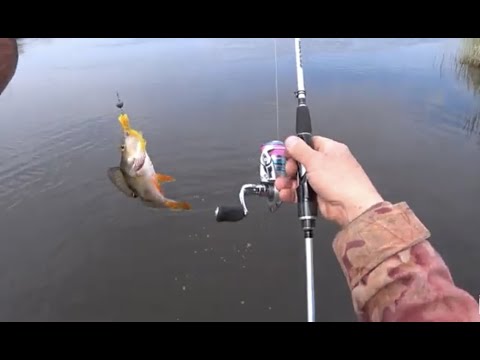 Видео: Рыбалка в удовольствие . Ловля Окуня на реке Ишим !