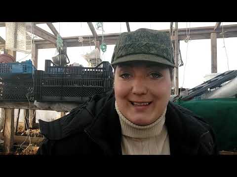 Видео: Мазь Вишневского. Лечим гаймориты