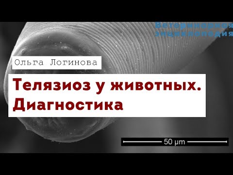 Видео: Телязиоз у животных. Диагностика