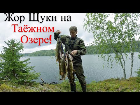 Видео: Ловля Щуки на Спиннинг по Глухому Озеру в Тайге ! UHD