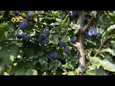 Видео: Уход за сливой - 6 соток