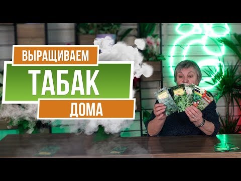Видео: Как вырастить табак дома ✔️ История Табака ✔️ Семена Табака