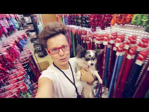 Видео: Покупки в зоомагазине для собаки, ошейники, адресники | Догмама Влог