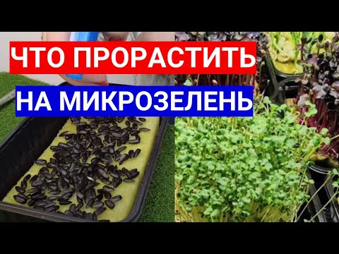 Видео: КАКИЕ СЕМЕНА МОЖНО ПРОРАСТИТЬ И ВЫРАЩИВАТЬ КАК МИКРОЗЕЛЕНЬ.