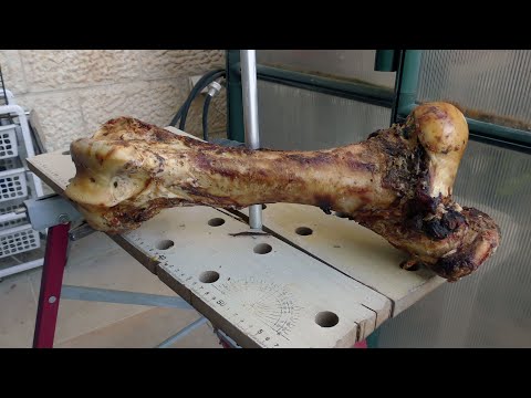 Видео: Preparing bone for carving Подготовка кости для резьбы