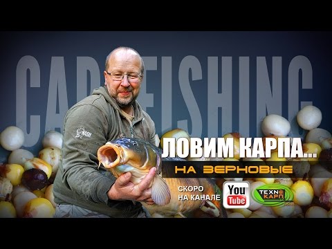 Видео: Ловля карпа на зерновые