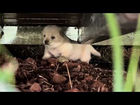 Видео: Из-под пола доносились странные звуки. Я посмотрел и нашёл там голодного щенка, ждущего еды.