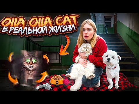 Видео: OIIA OIIA CAT В РЕАЛЬНОЙ ЖИЗНИ | ЗАСТРЯЛИ В ПОДЪЕЗДЕ С КОТОМ И СОБАКОЙ