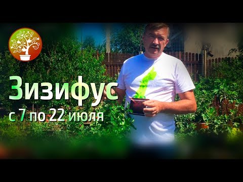 Видео: Зизифус выращиваем в Воронеже!